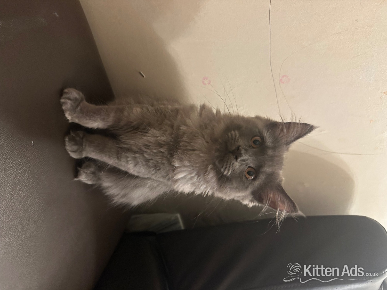 Maine Coon