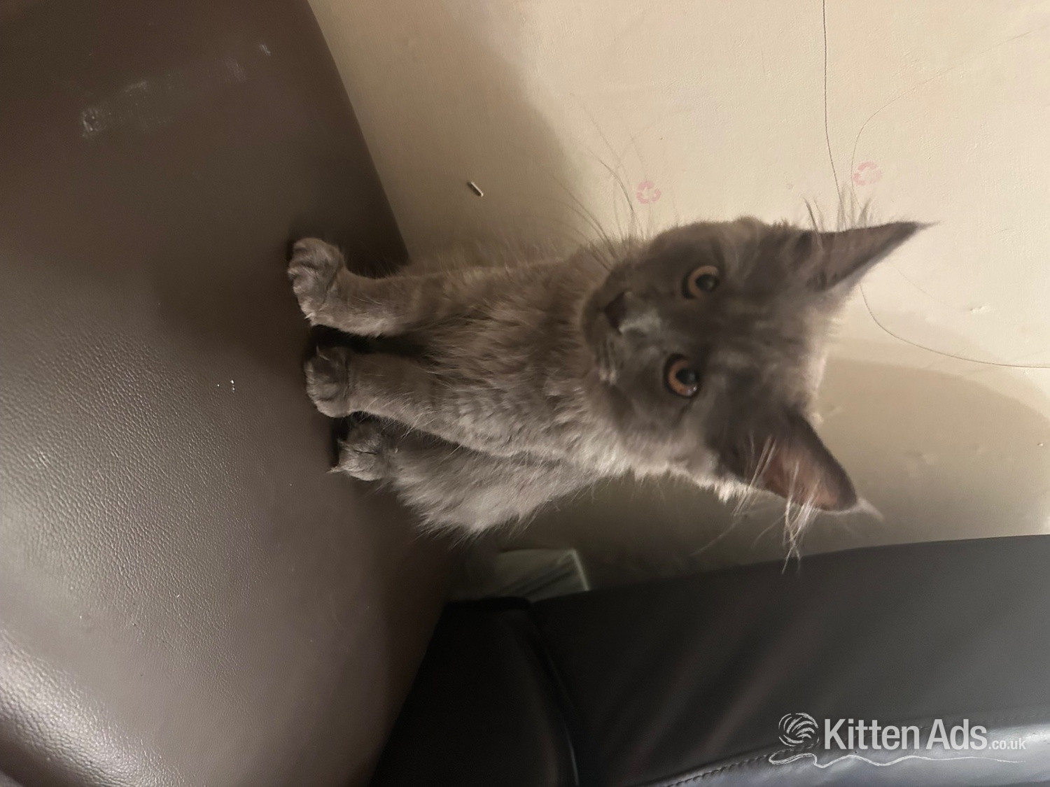 Maine Coon Cats and Kittens