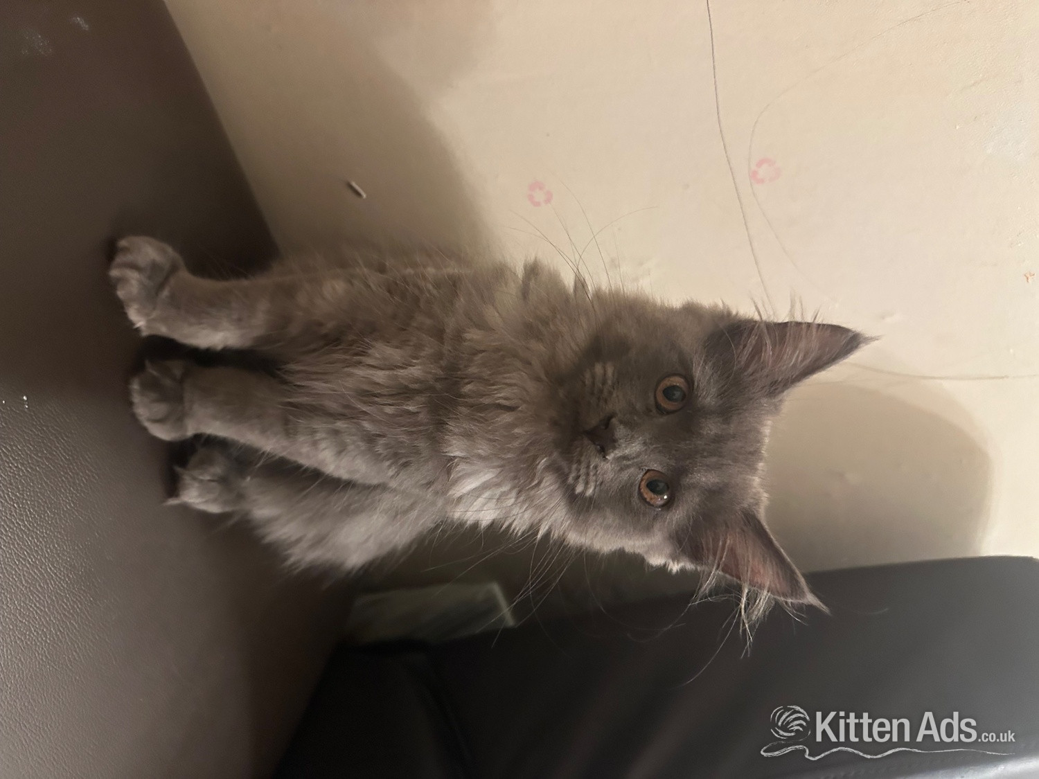 Maine Coon - Beautiful blue Maine coon kitten 