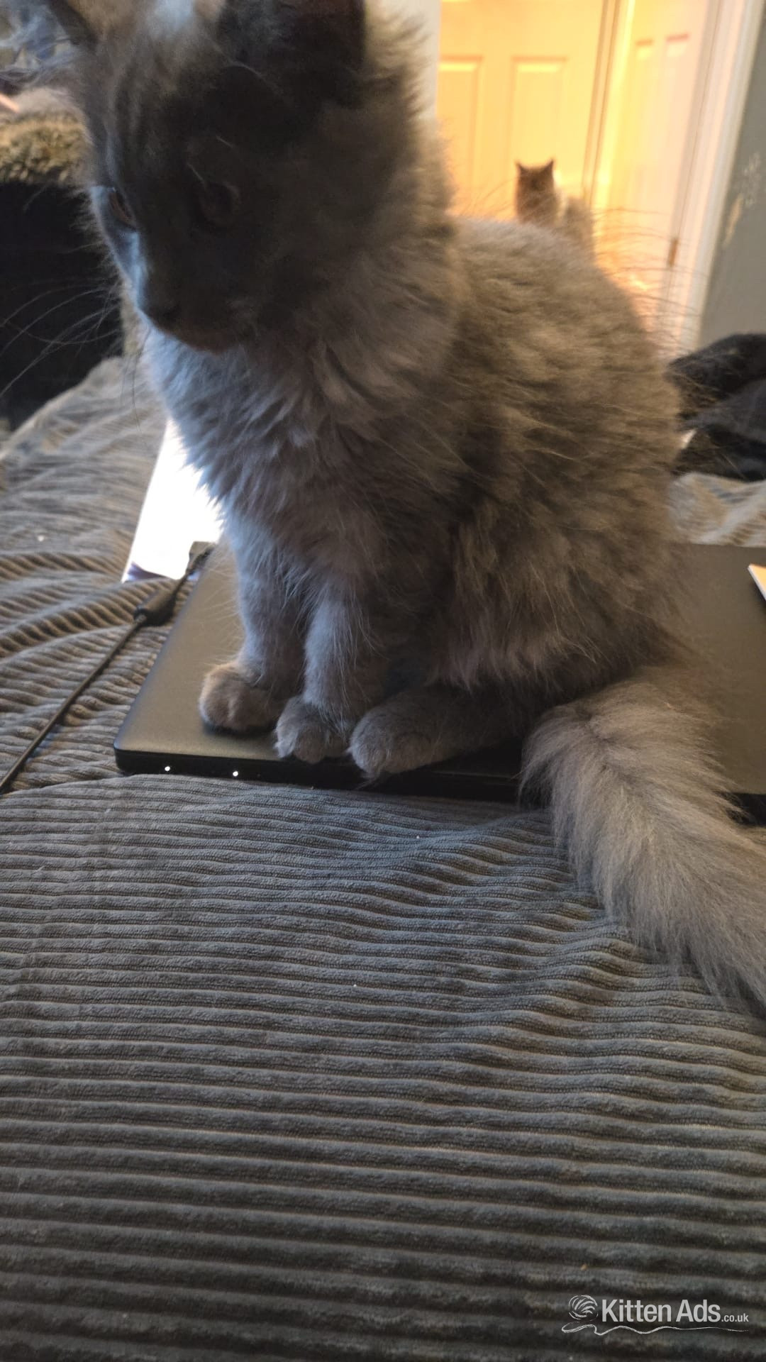 Beautiful blue Maine coon kitten  - Maine Coon