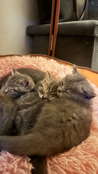 Beautiful BSH X Russian blue kittens for sale