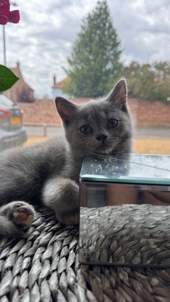 Beautiful BSH X Russian blue kittens for sale💞 REDUCED‼️