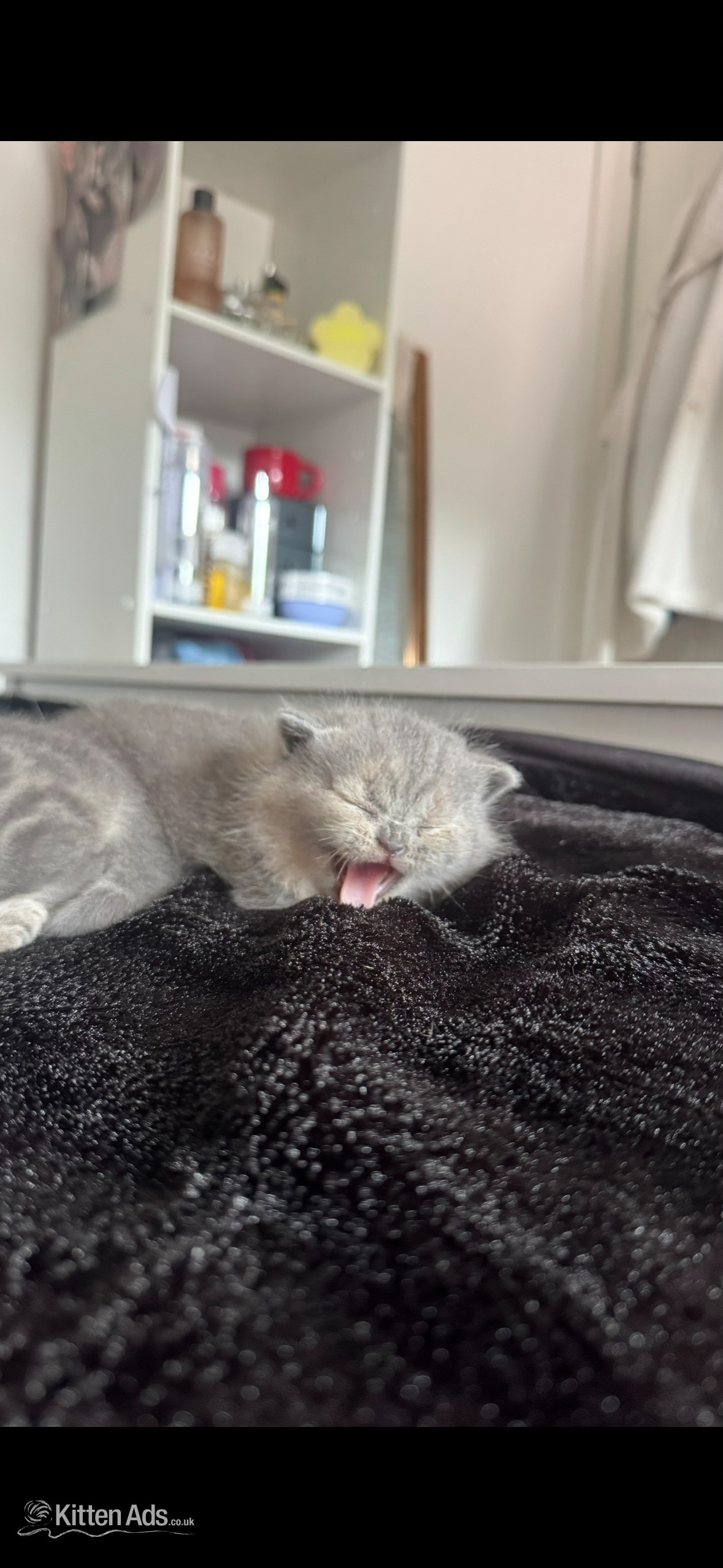 Russian Blue