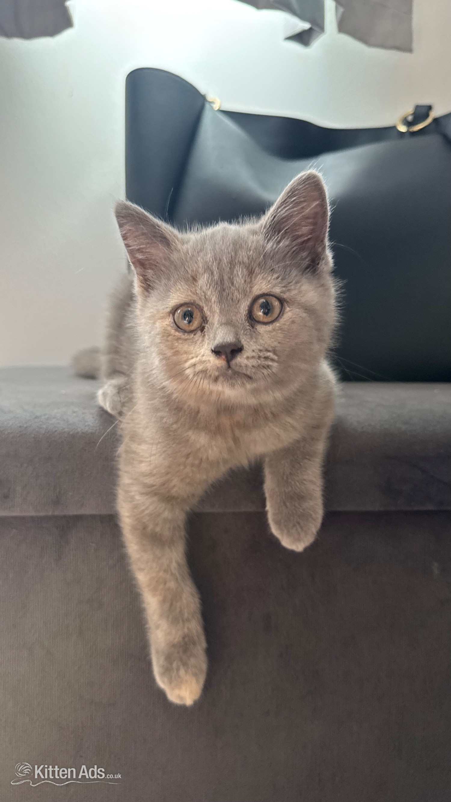 Russian Blue