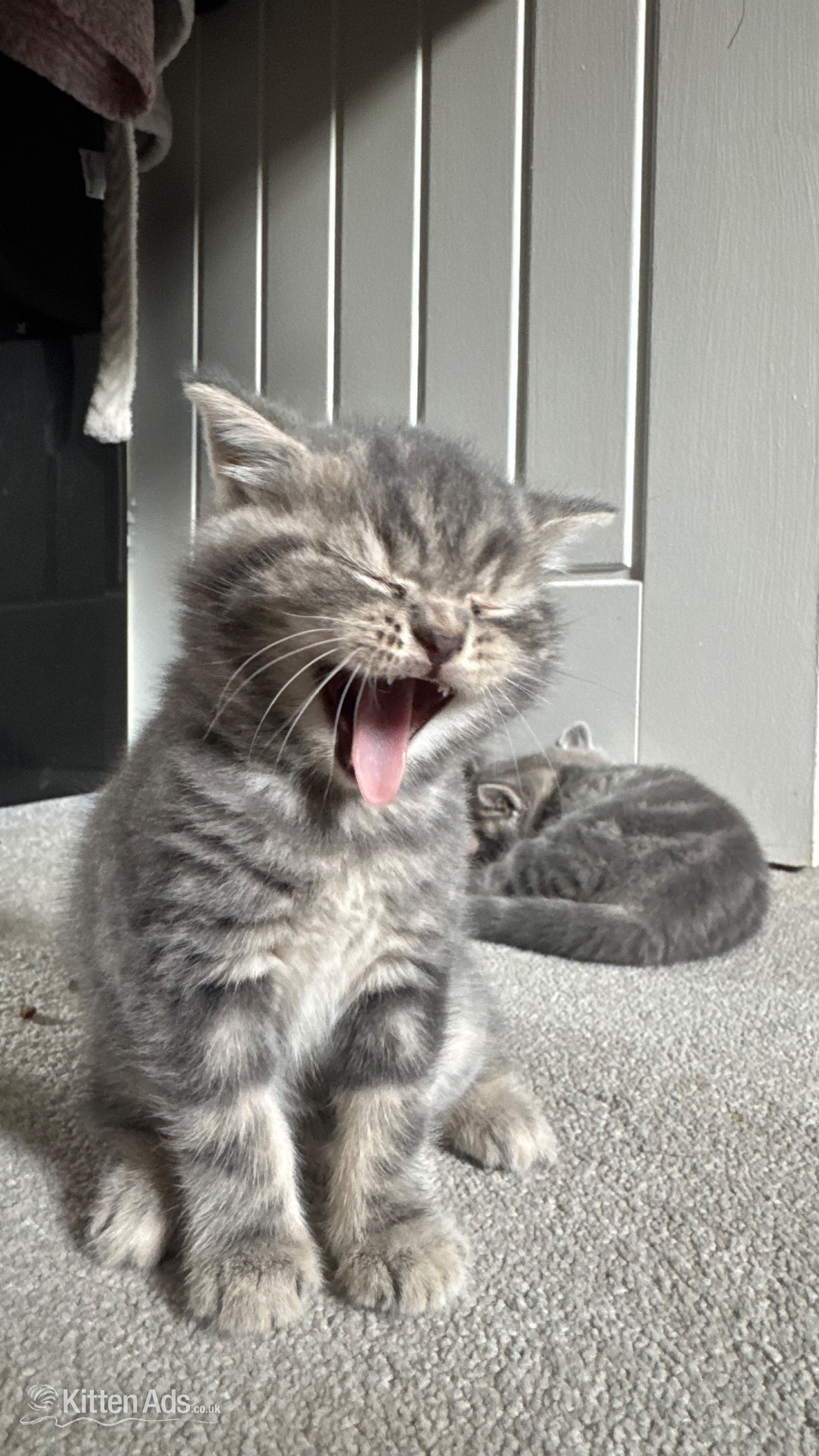 Russian Blue Cats and Kittens