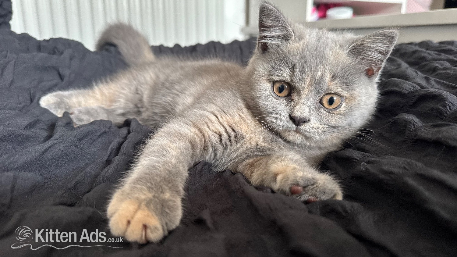 Russian Blue Cats and Kittens