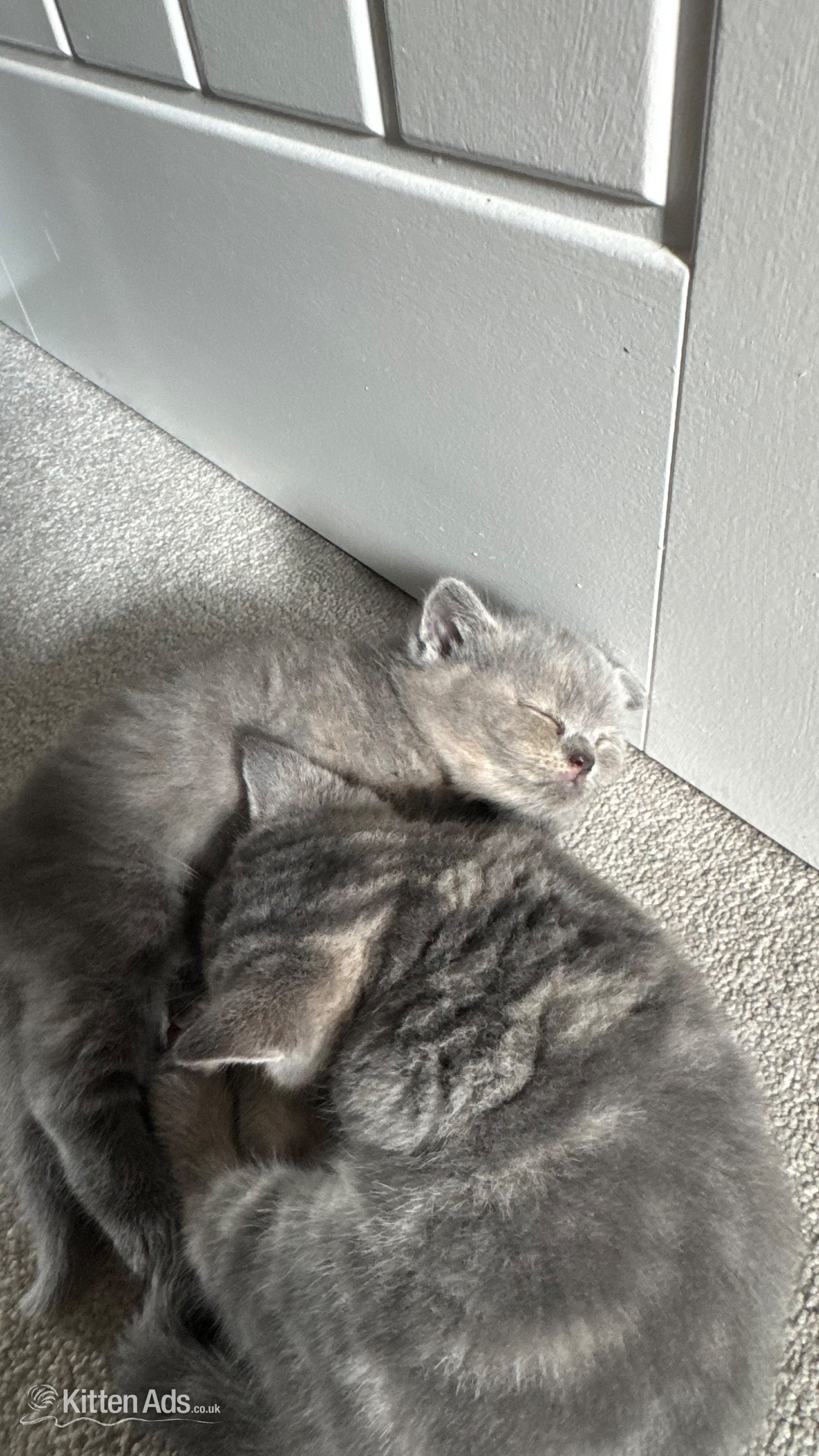 Russian Blue - Beautiful BSH X Russian blue kittens for sale