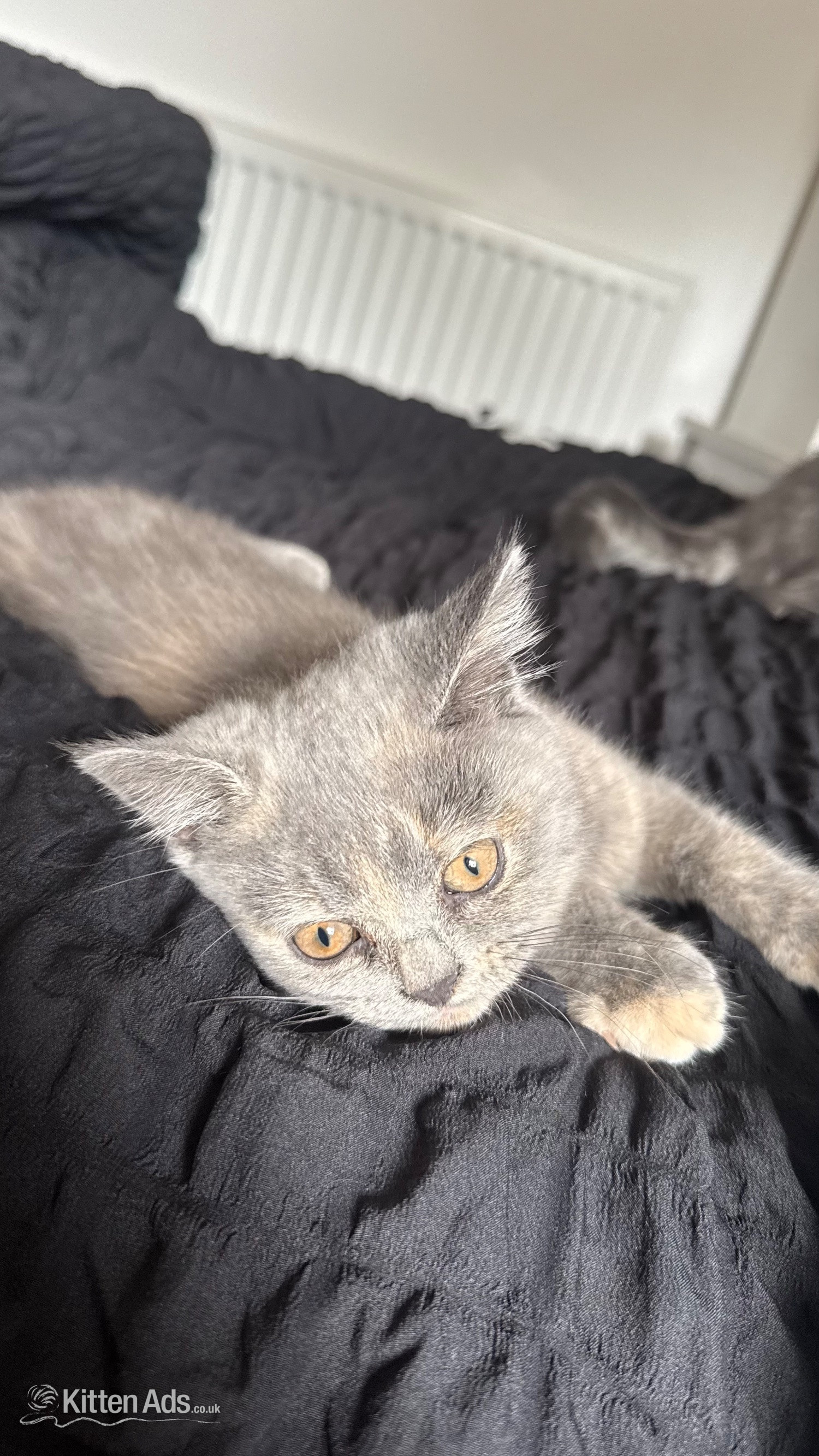 Russian Blue - Beautiful BSH X Russian blue kittens for sale💞 REDUCED‼️