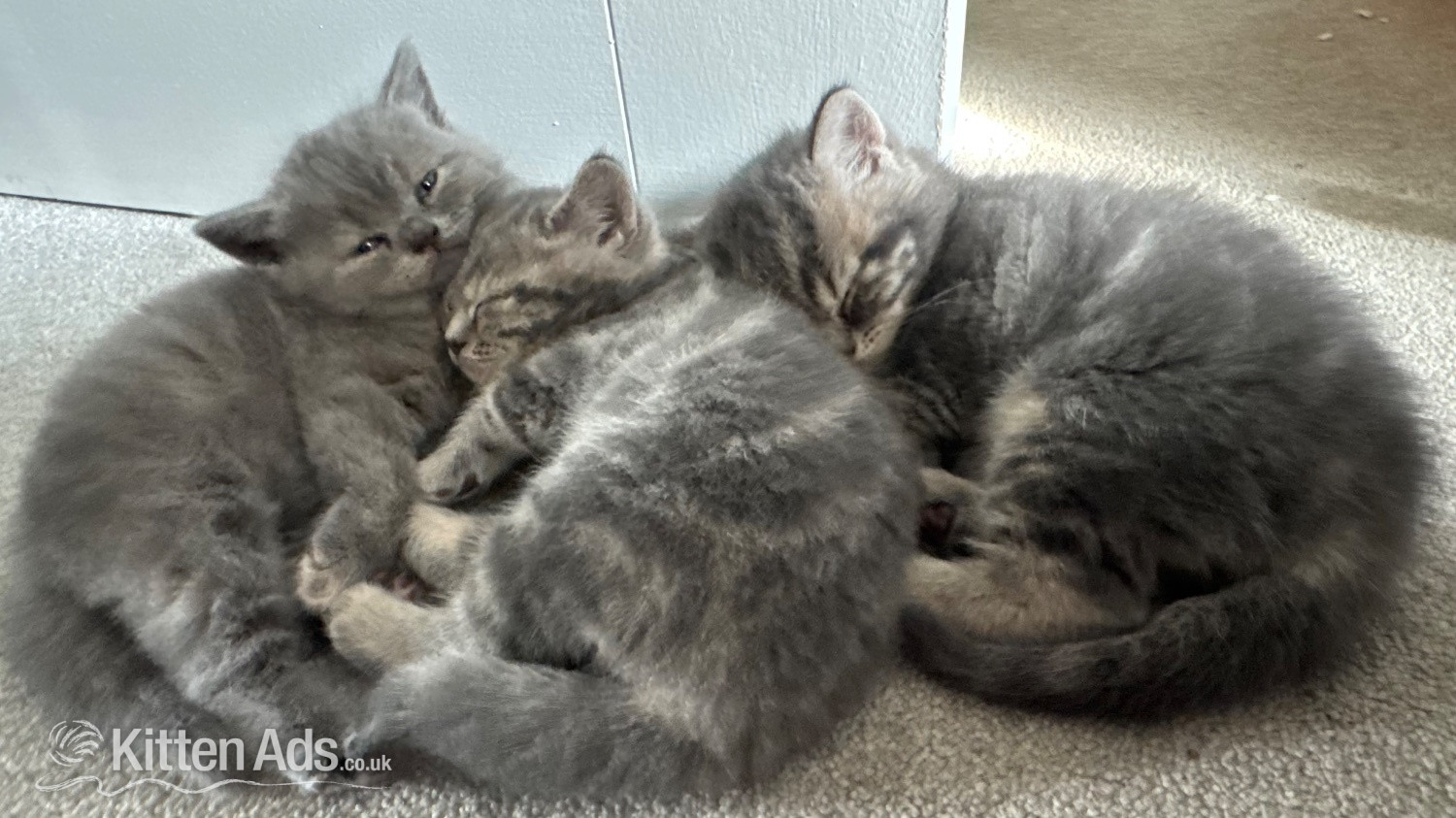 Beautiful BSH X Russian blue kittens for sale - Russian Blue