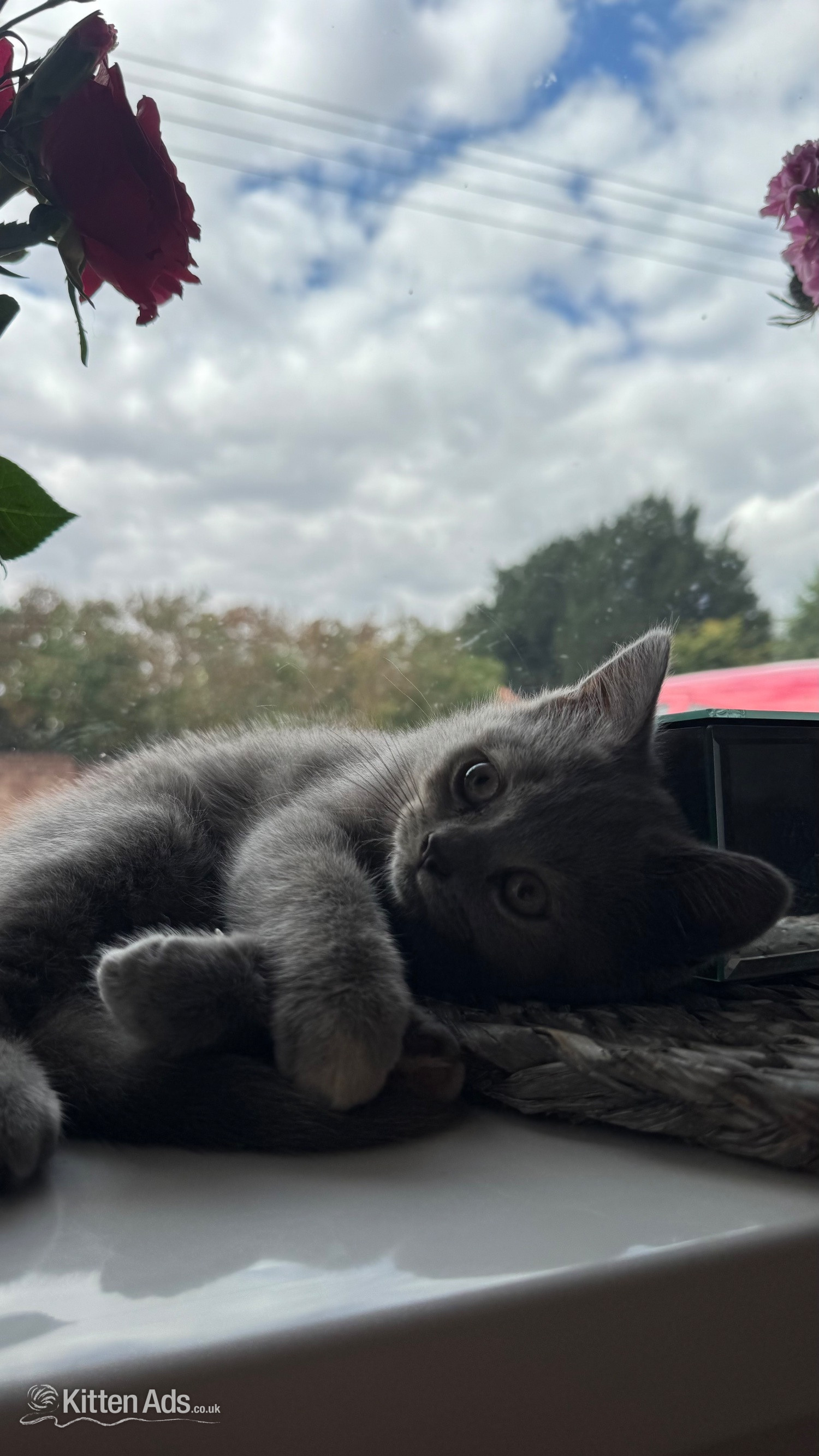 Beautiful BSH X Russian blue kittens for sale💞 REDUCED‼️ - Russian Blue