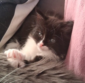 Ragdoll x Kittens