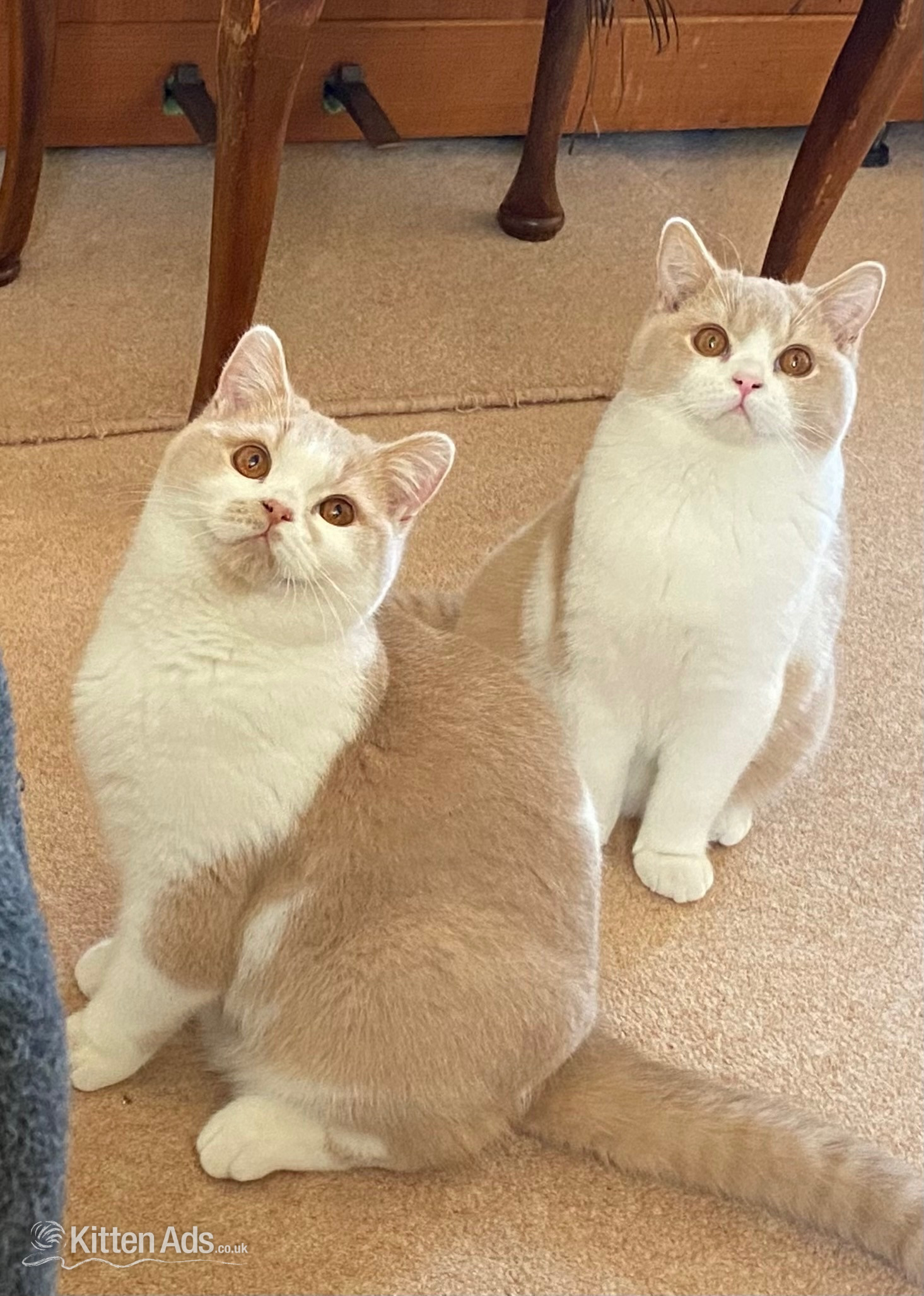 British Shorthair Cats and Kittens