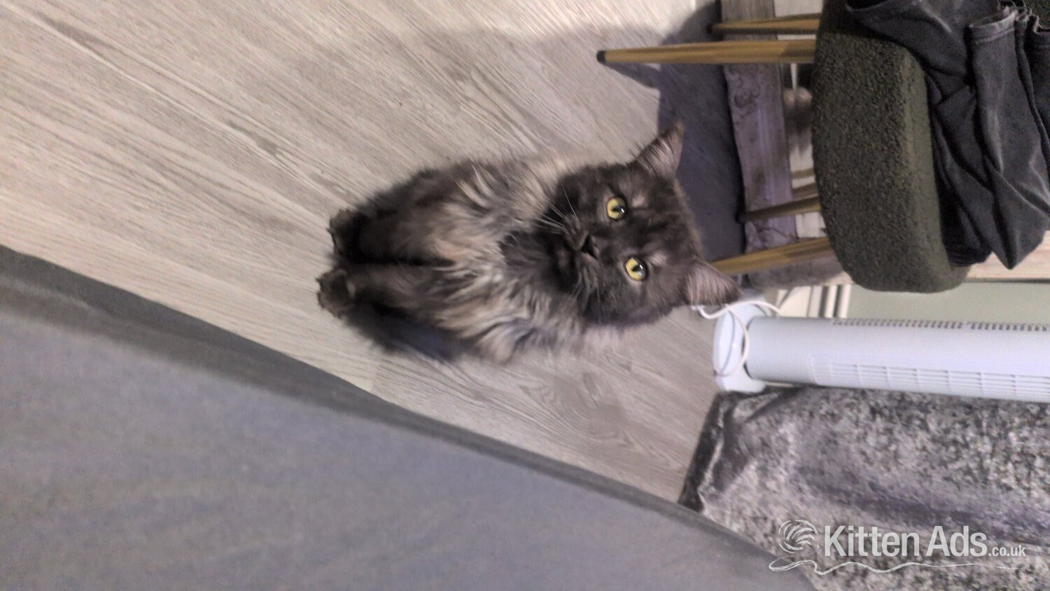 Persian Cats and Kittens