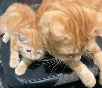 11 week old mixed litter kittens 