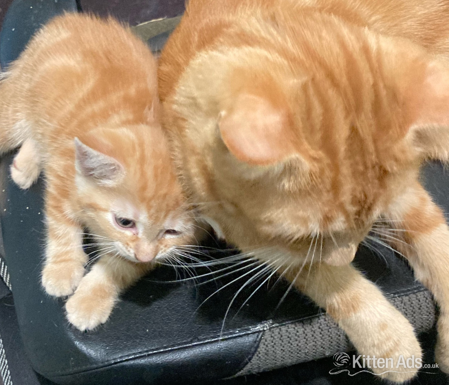 11 week old mixed litter kittens  in {LOCATION}