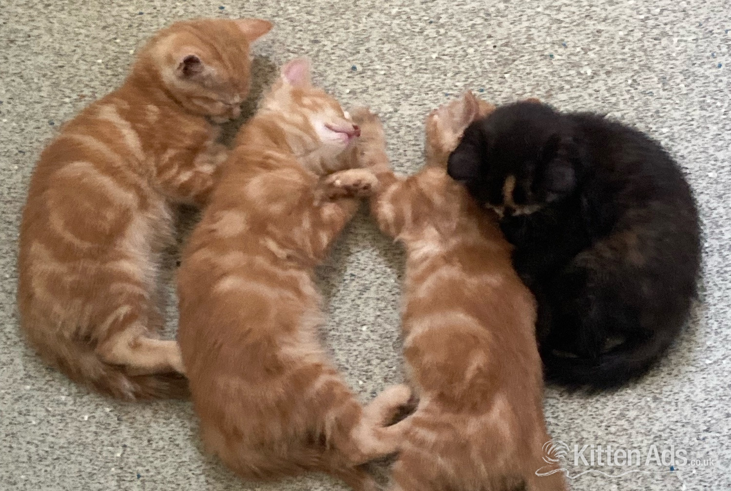 British Shorthair Cats and Kittens