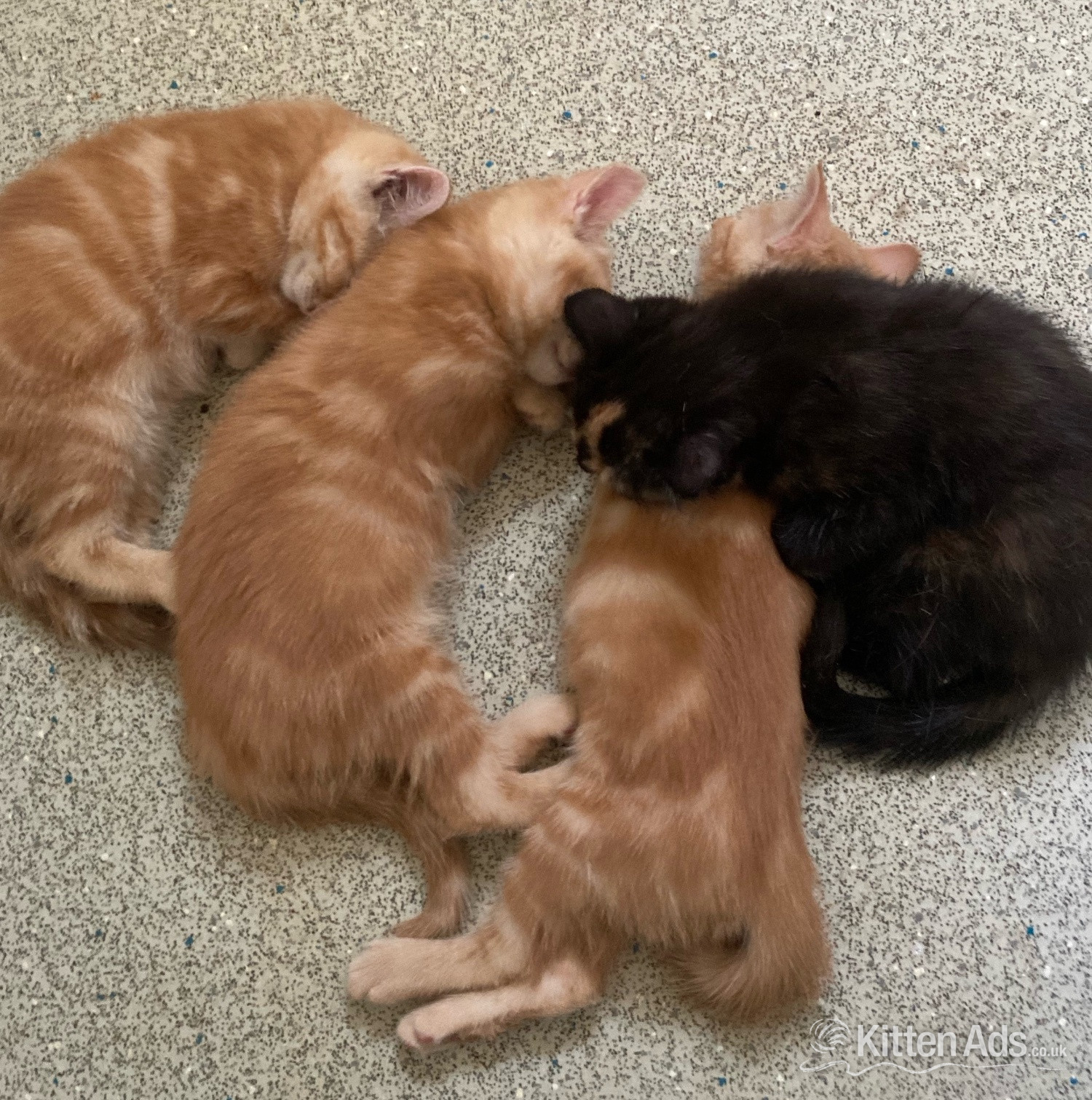British Shorthair - 11 week old mixed litter kittens 