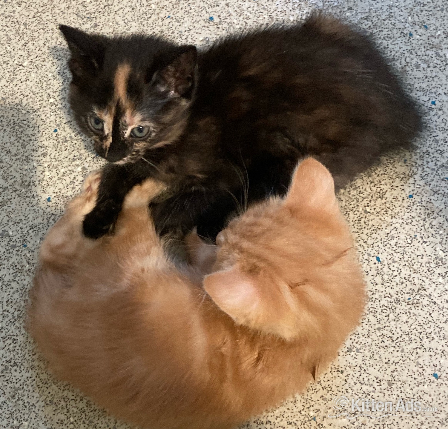 11 week old mixed litter kittens  - British Shorthair