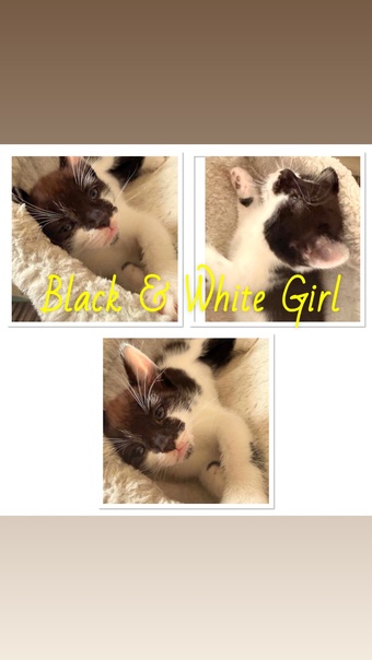 7 Beautiful Kittens