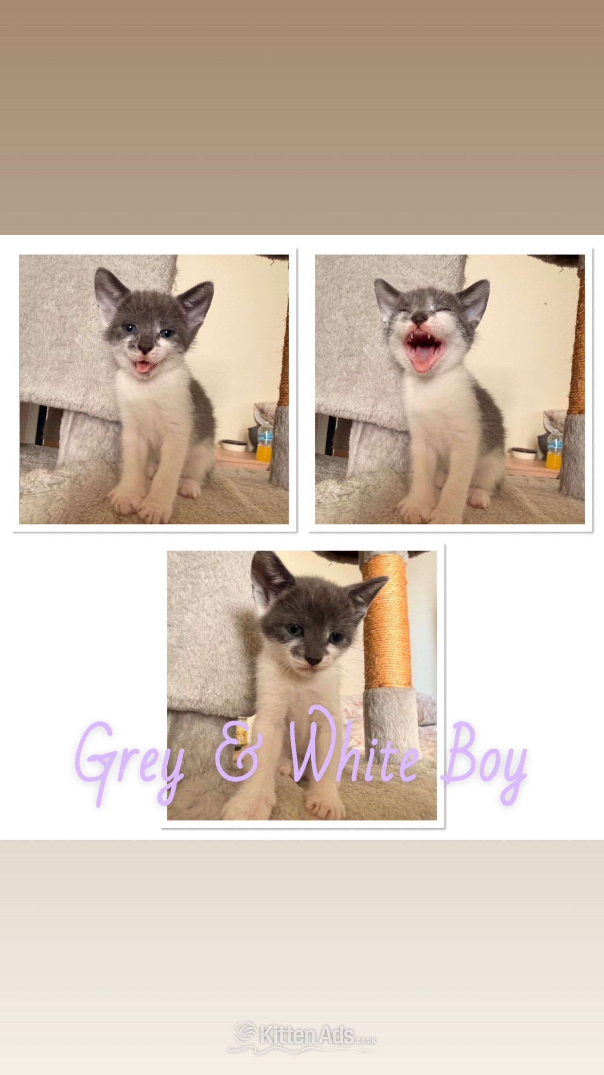 Other Breed Cats and Kittens