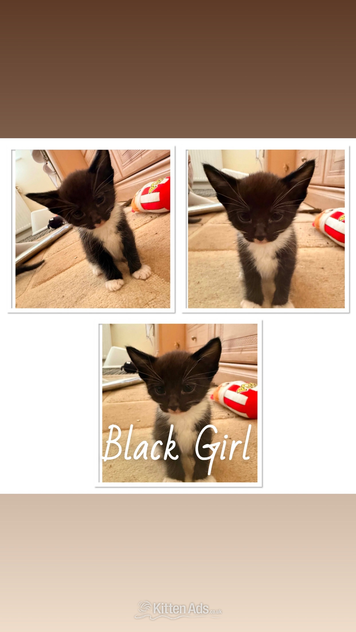 7 Beautiful Kittens - Other Breed