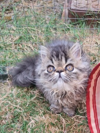 Last GCCF registered persian kitten