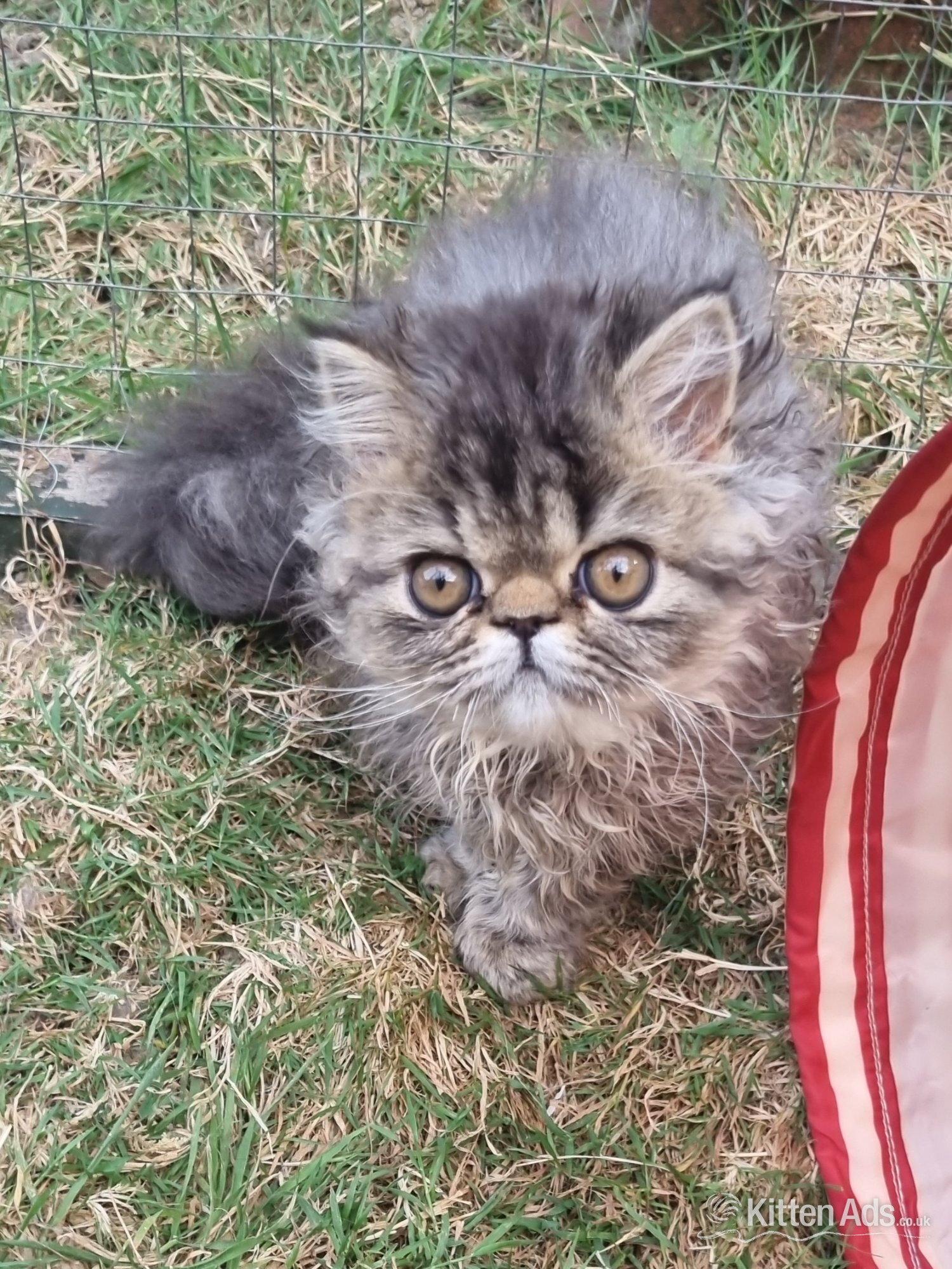 Persian - Last GCCF registered persian kitten