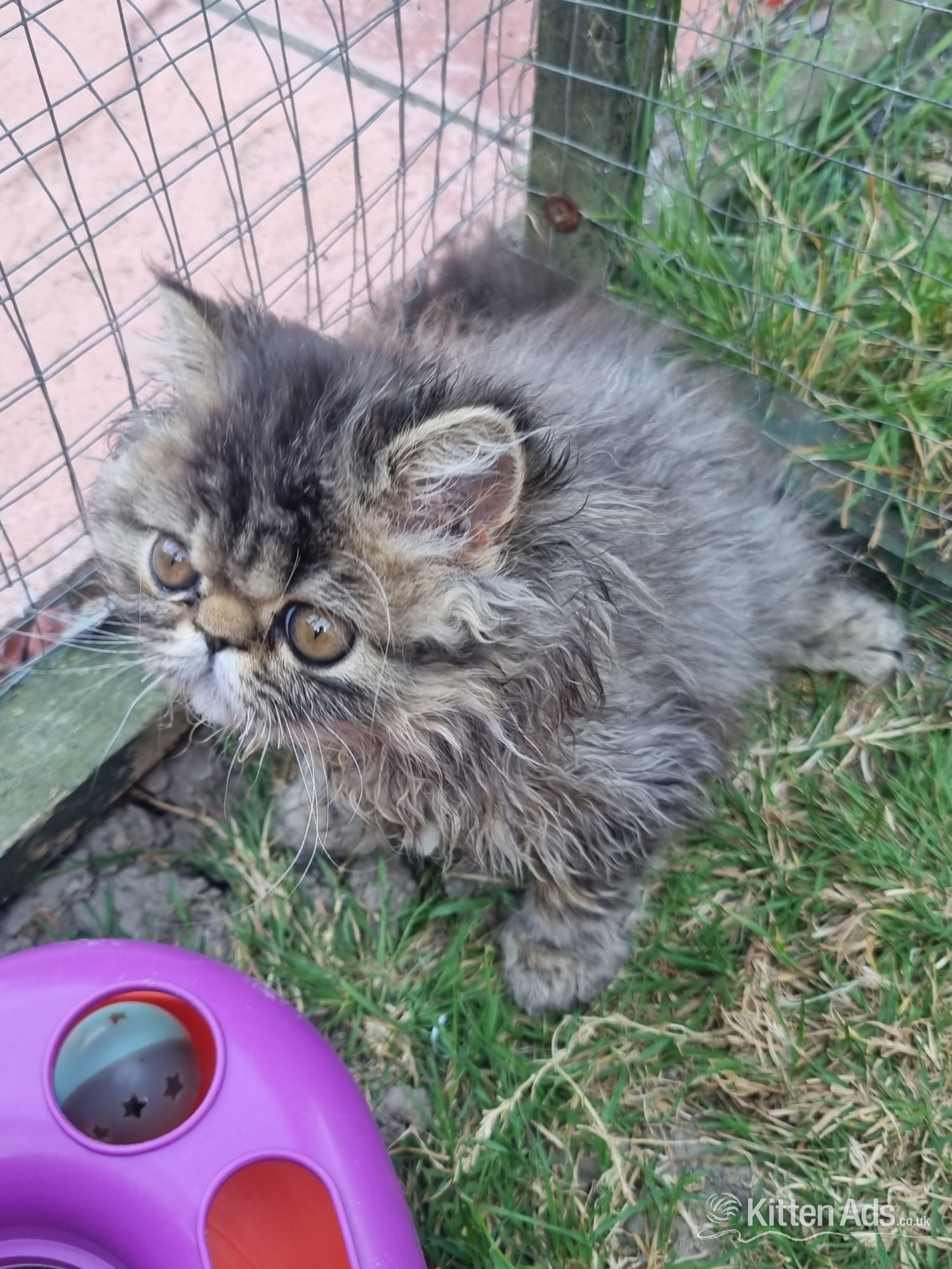 Last GCCF registered persian kitten - Persian