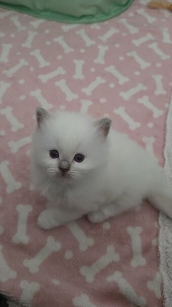 Beautiful blue point ragdoll kittens