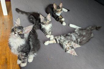 🏆 Champion Sired Maine Coon Kittens – TICA