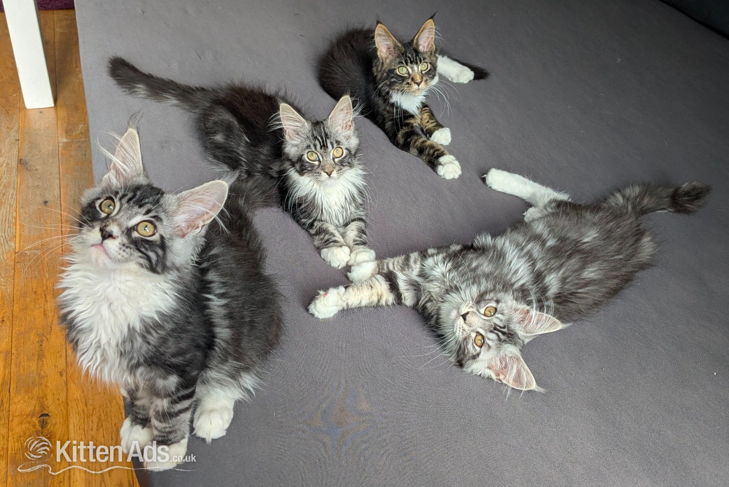 🏆 Champion Sired Maine Coon Kittens – TICA in {LOCATION}