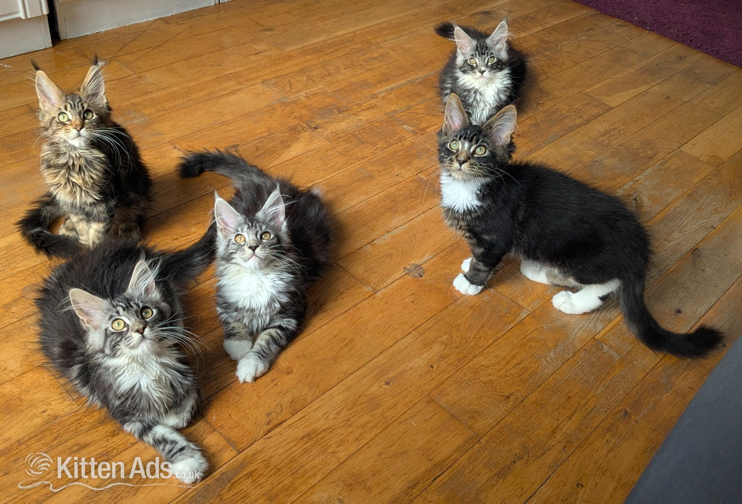 Maine Coon