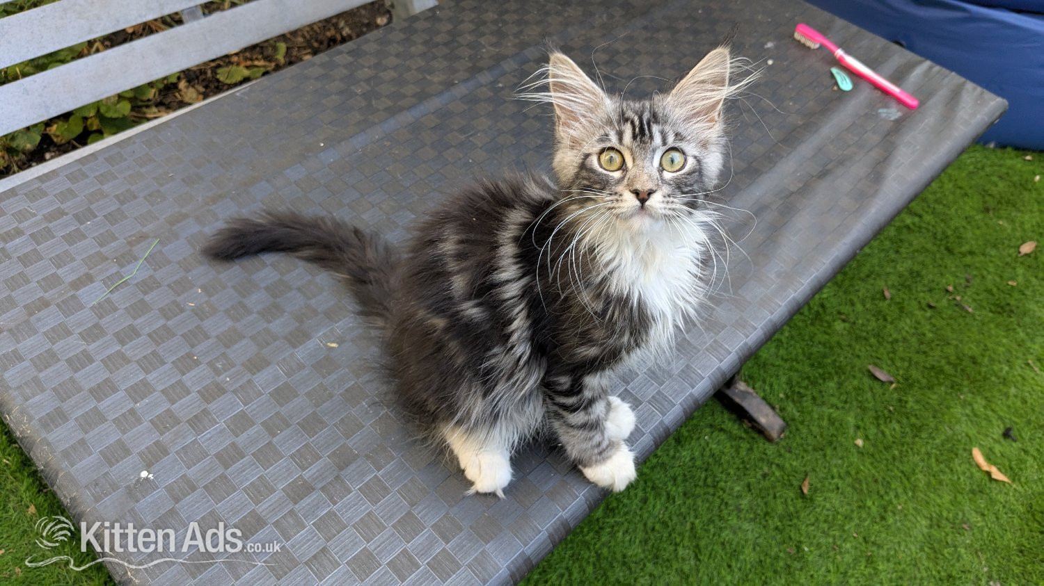 Maine Coon Cats and Kittens