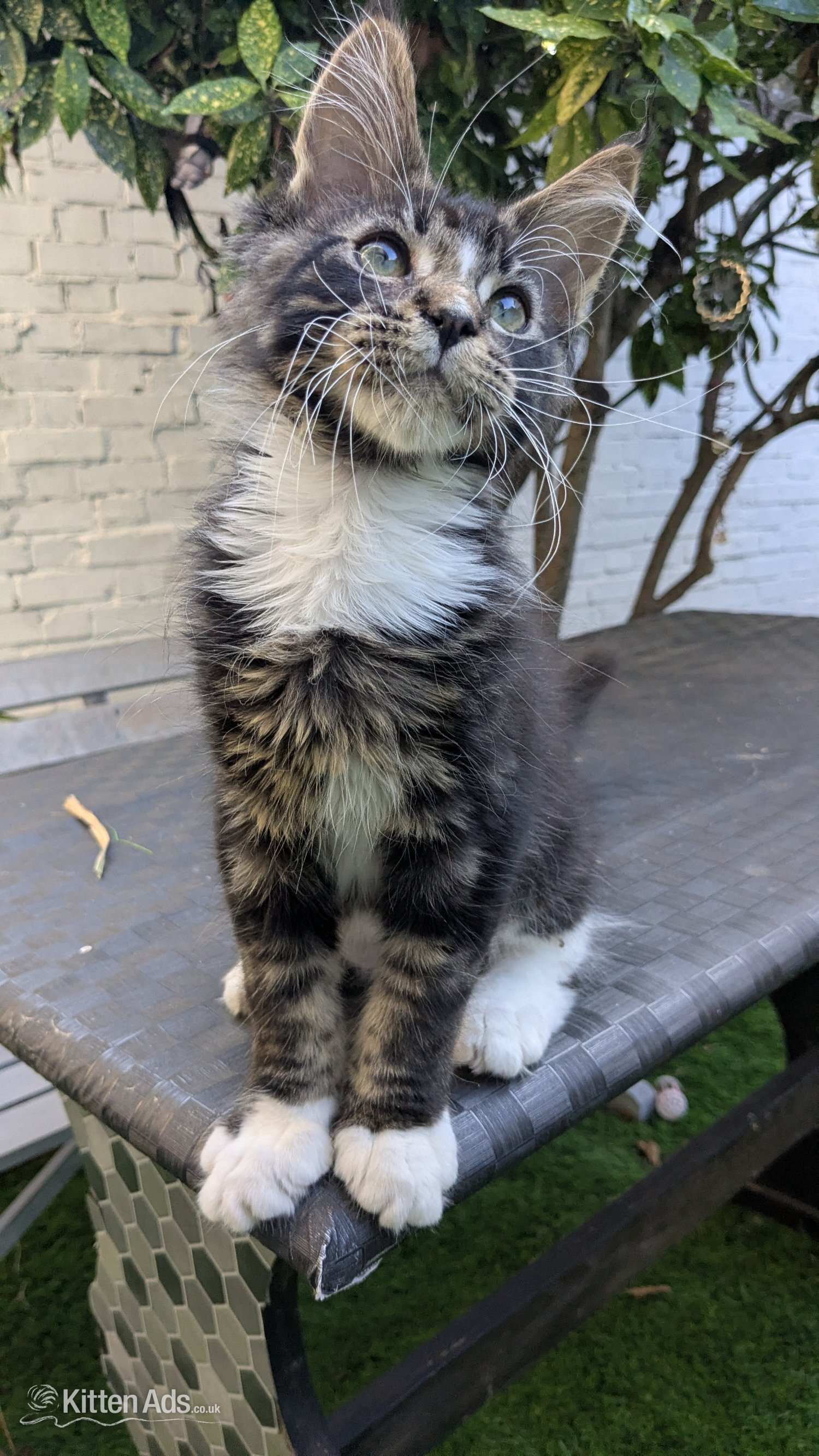 🏆 Champion Sired Maine Coon Kittens – TICA - Maine Coon