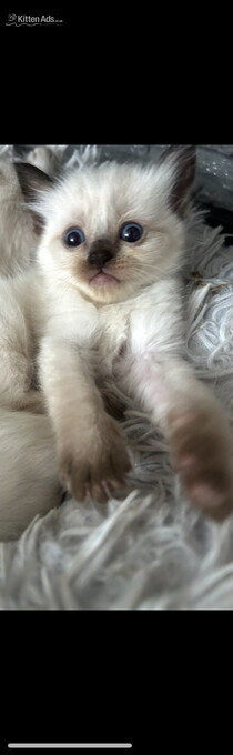 Little Ragdoll girl 