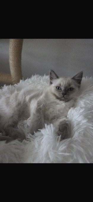 Little Ragdoll girls