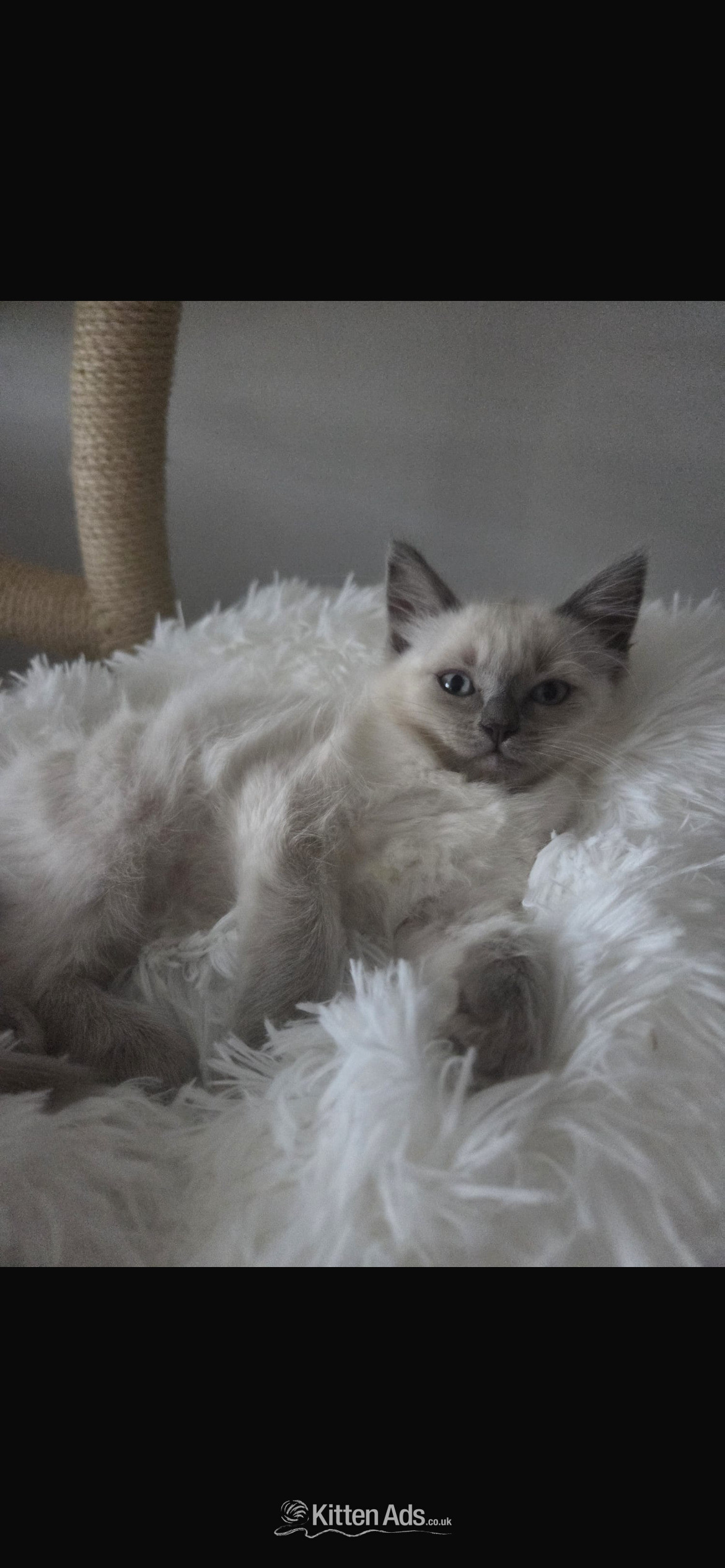 Little Ragdoll girls in {LOCATION}
