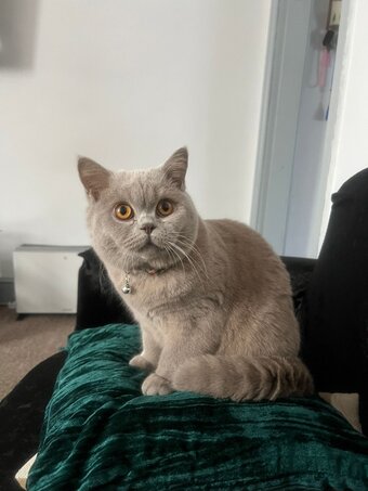 Laila - Grey British Shorthair