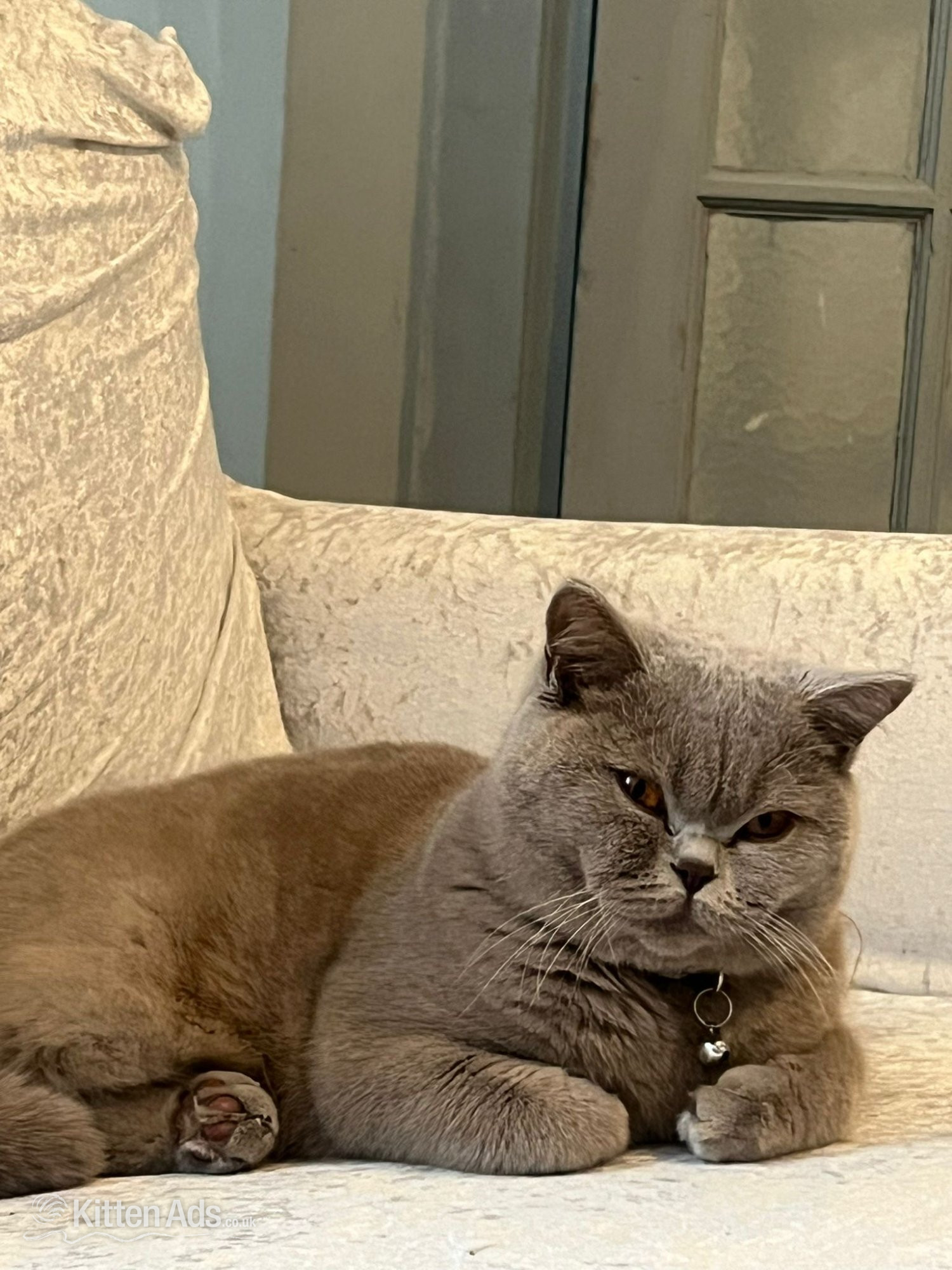 British Shorthair Cats and Kittens