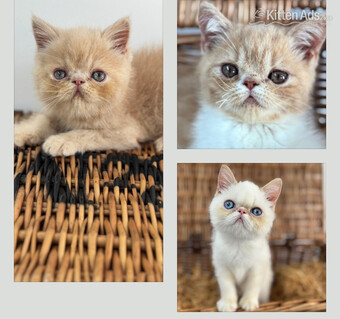 high quality exotic kittens 