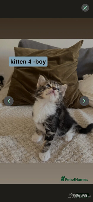 Bengal-Maine coon mix kittens