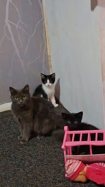 2 kittens for sale 