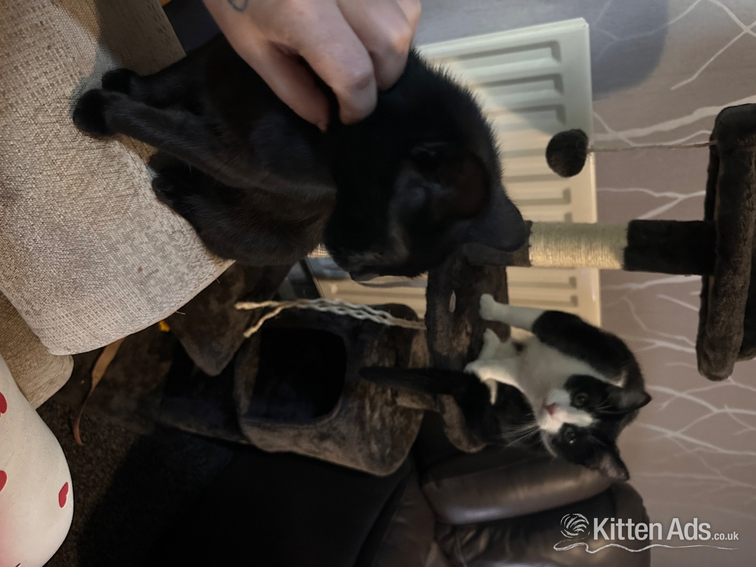 British Shorthair - 2 kittens for sale 
