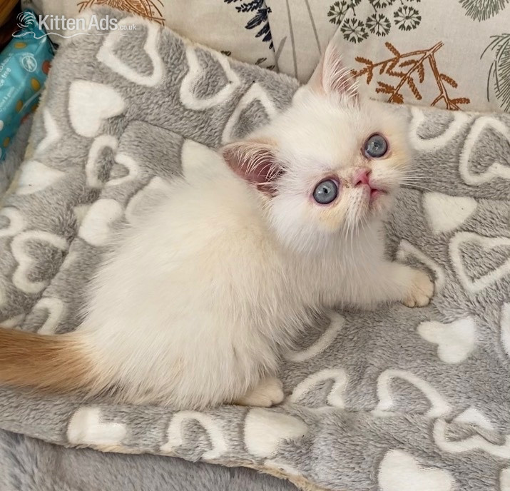 GCCF Registered Exotic Colour Point Kittens - Exotic