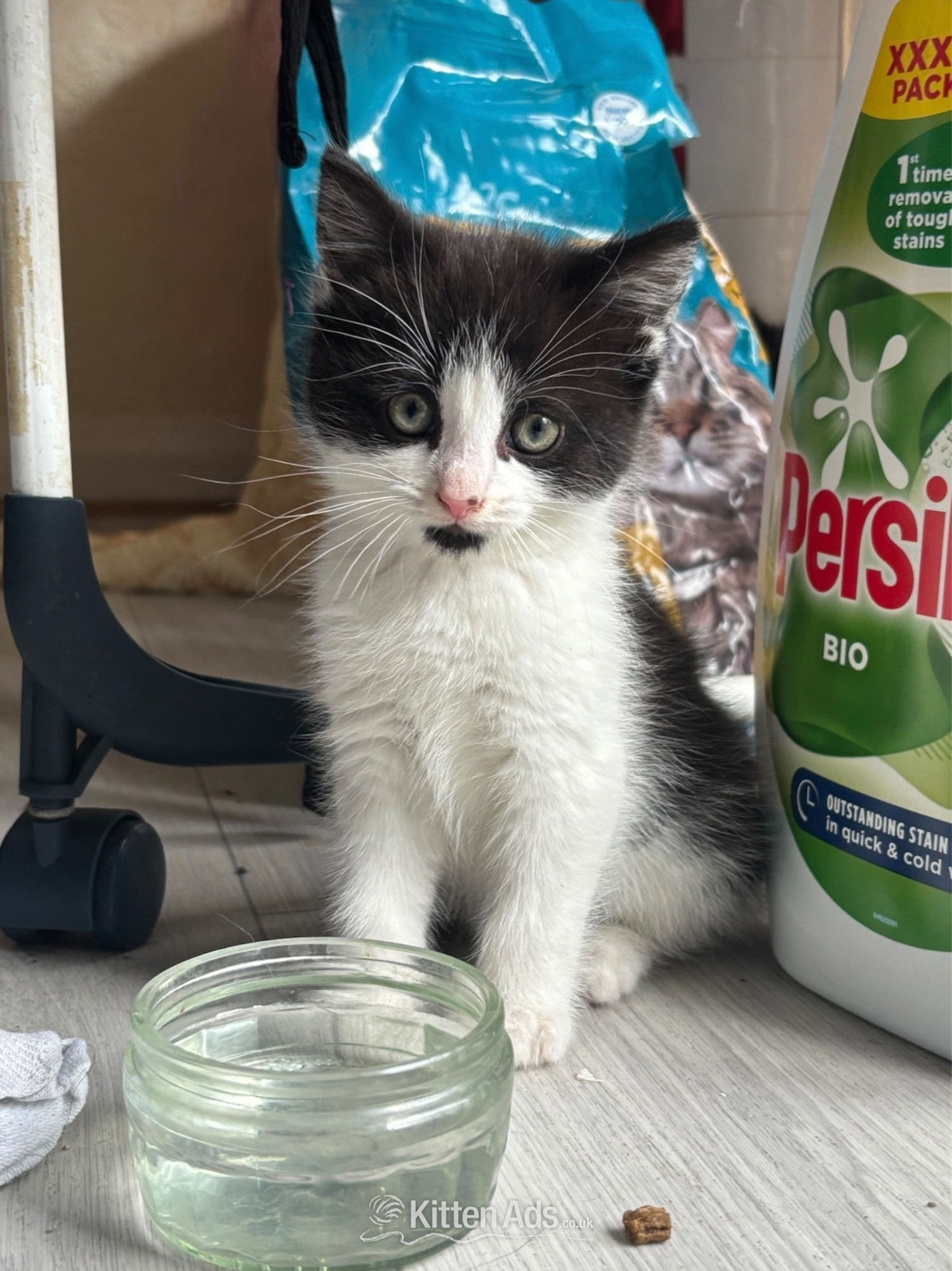 Adorable male kitten for sale in {LOCATION}