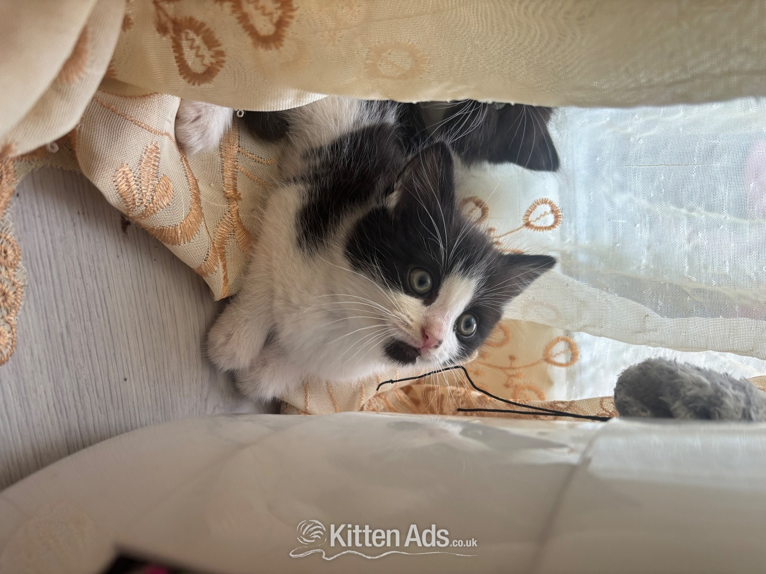 Other Breed Cats and Kittens