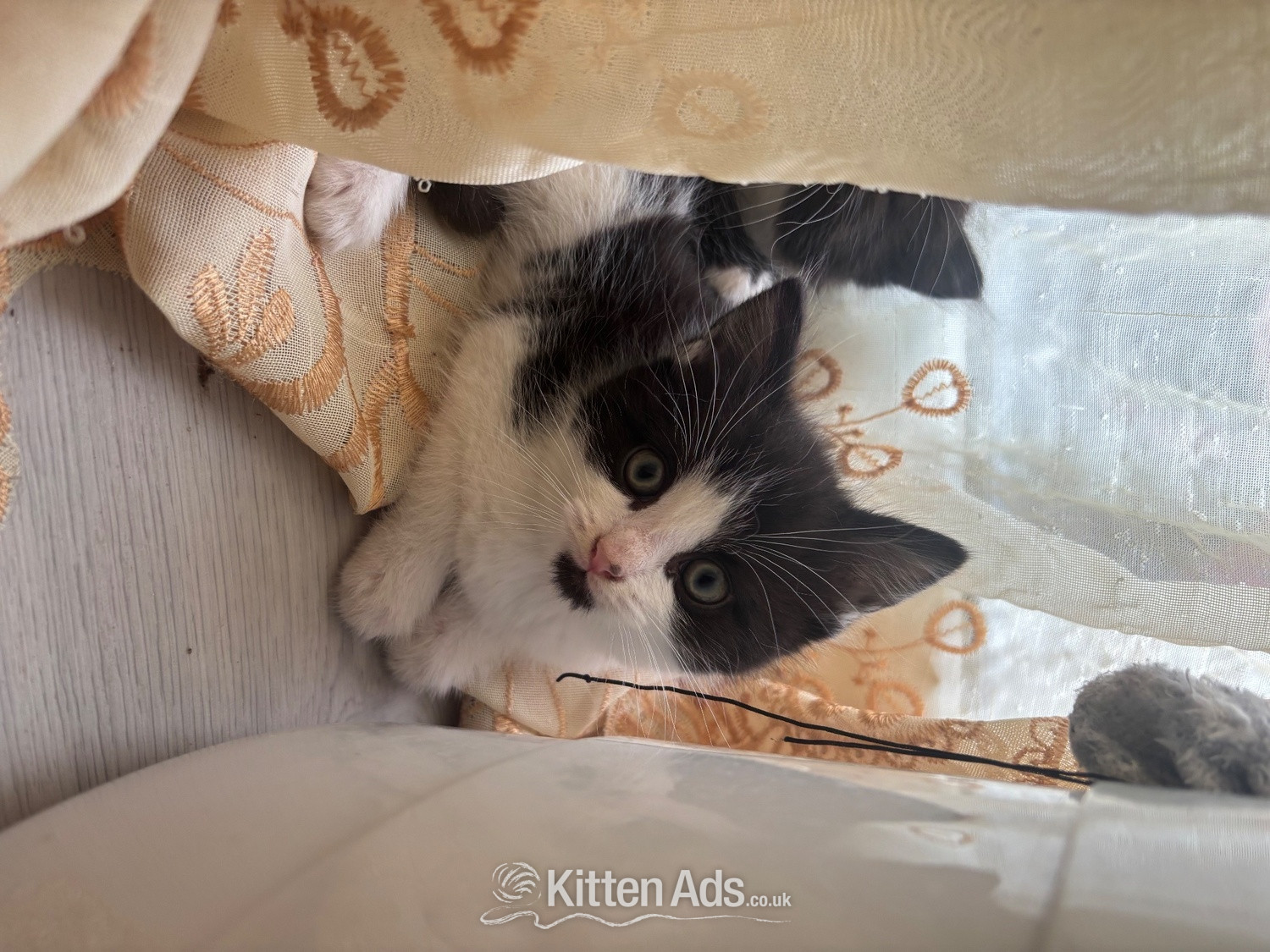 Other Breed - Adorable male kitten for sale