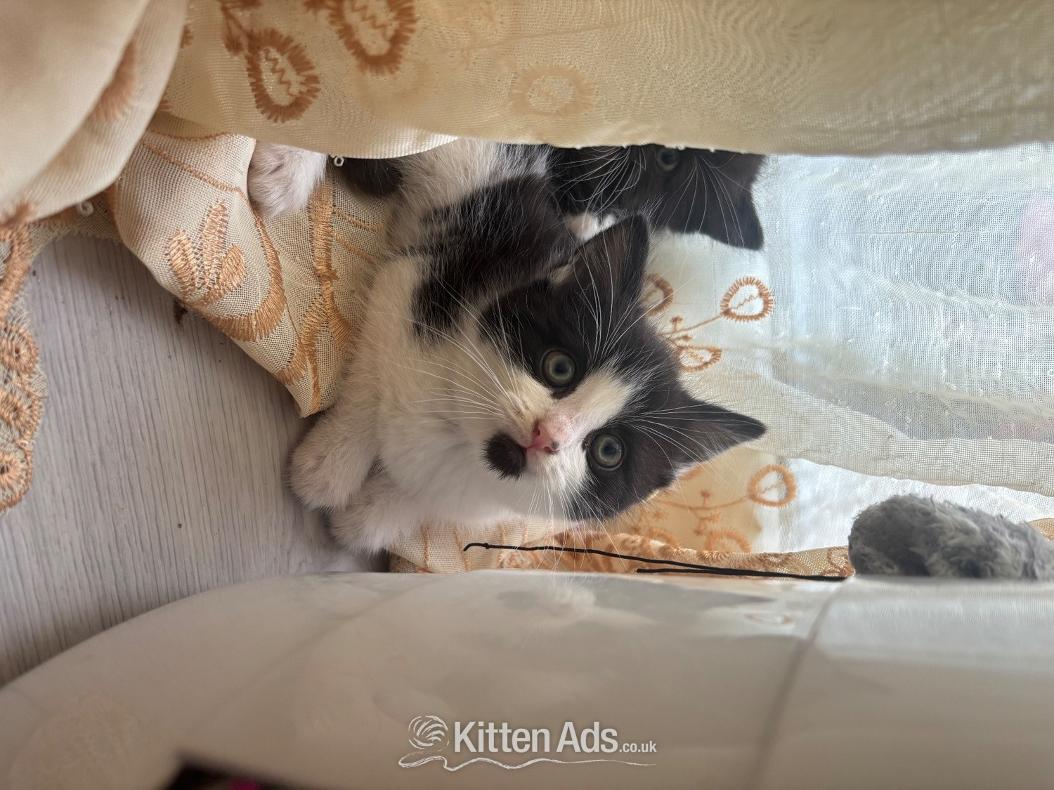 Adorable male kitten for sale - Other Breed