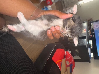 Longhair tabby kittens 