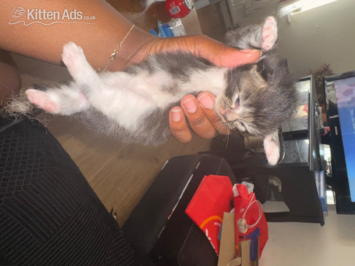 Longhair tabby kittens  in {LOCATION}